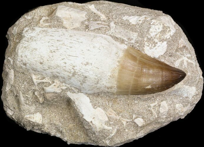 Rooted Mosasaur (Prognathodon) Tooth #43130